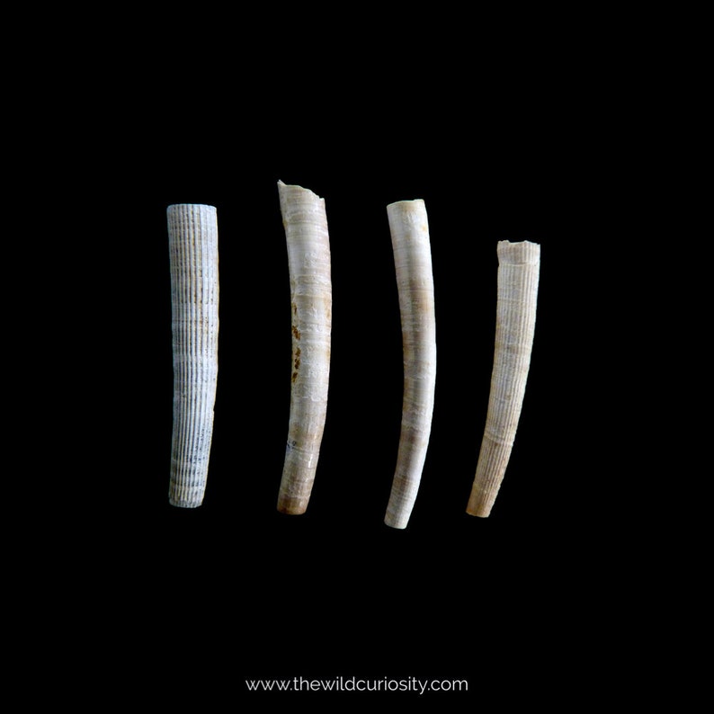 Fossil Tusk Shells Dentalium bartonense Fossilised Tooth Scaphopod Extinct Mollusc 40M YEARS OLD Rocks & Geodes Prehistoric image 1