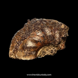 May include: A fossilized ammonite, a type of extinct marine mollusk, with a brown and reddish-brown shell. The shell has a spiral shape and a textured surface.