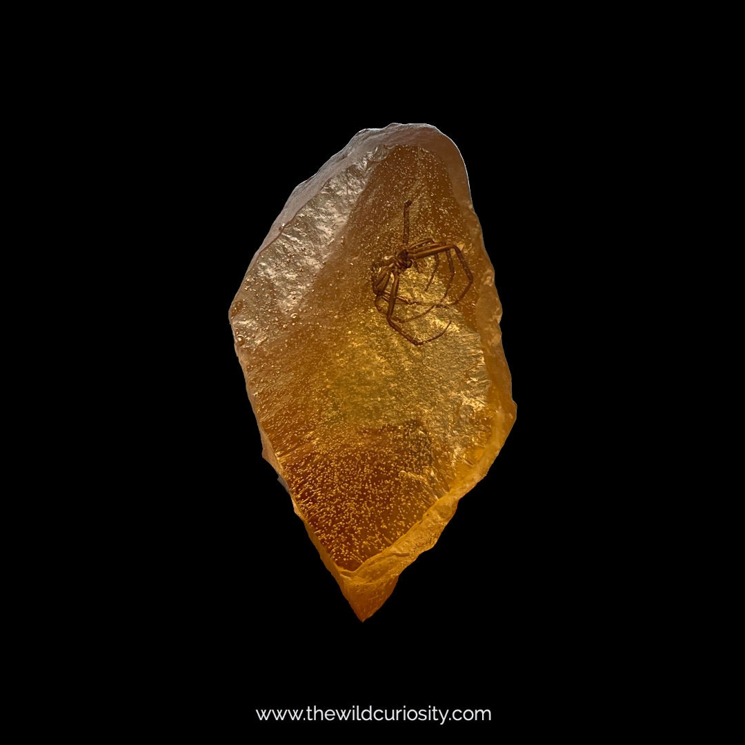 Fossil Amber Replica with Real Insect | Fossils | Prehistoric Curio | Resin Art | Paperweight