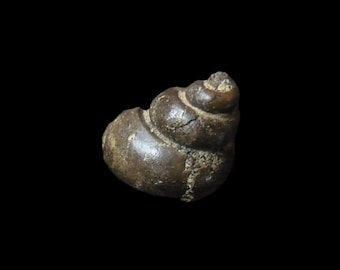 Pyritised Fossil Freshwater Snail | Viviparus Sp. | Fossilised Pyrite Gastropod Shell | Extinct Mollusc | 40 MILLION YEARS OLD