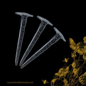 May include: Three silver-toned metal nails with textured, hand-forged appearances arranged diagonally. In the bottom right corner, there is a gold-coloured illustration of moths and blackberries on a black background with the text www.thewildcuriosity.com.