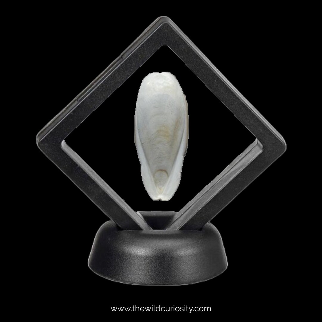 Miniature Cuttlefish Bone in Floating Frame Display | 3D Frame ...
