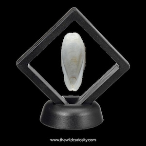 May include: A white, elongated, smooth, seashell with a pointed tip is displayed in a black, diamond-shaped frame with a black base.