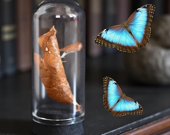Morpho Cisseis/phanodemus Peru (PE) - Wild Caught - Blue Orange