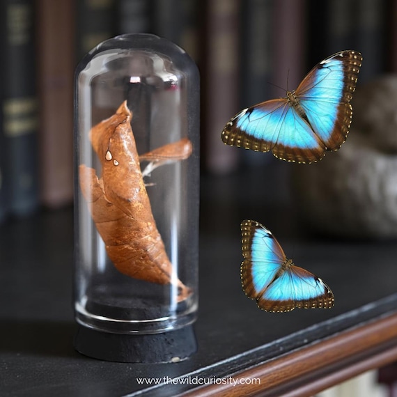 A real butterfly chrysalis suspended in a hand-placed miniature glass dome — cabinet-of-curiosities energy in the palm of your hand.