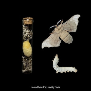Yellow Silkmoth Cocoon in Glass Curio Jar | Chrysalis | Gothic Home Decor | Entomology | Memento Mori
