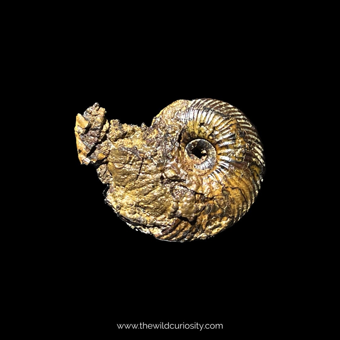 素朴なアンモナイト | 28 mm | A33 | ジュラ紀の化石 | コレクター標本