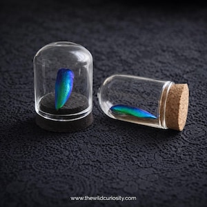 Jewel Beetle Wing in Mini Glass Display | Miniature Oddity | Natural History | Oddities & Curiosities | Entomology | Dark Academia Gifts
