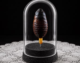 Cucaracha siseante de Madagascar con ooteca en cúpula de cristal / Decoración de rarezas / Regalos macabros / Memento Mori / Gabinete de curiosidades