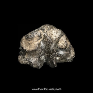 Partial Greensand Ammonite | ‘Cat Paw’ | 55mm | RARE Fossil Ammonites | 100M YEARS OLD | British Fossils | Prehistoric Gifts