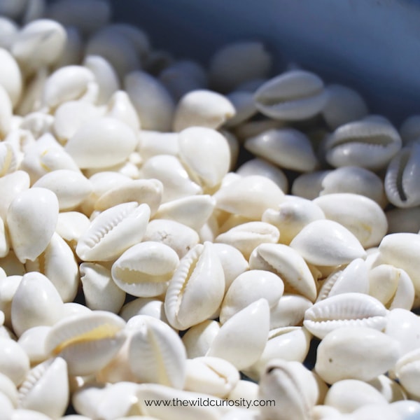 Small Cowrie Shells | A Grade | Gastropod | Mollusk | Arts and Crafts Supplies | Rocks & Geodes | Beach Finds