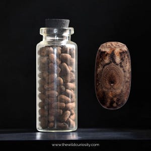 May include: A clear glass bottle filled with brown, bean-shaped objects, next to a brown, patterned, oval-shaped object. The bottle has a black cork stopper. The background is black, and the website address "www.thewildcuriosity.com" is visible at the bottom.