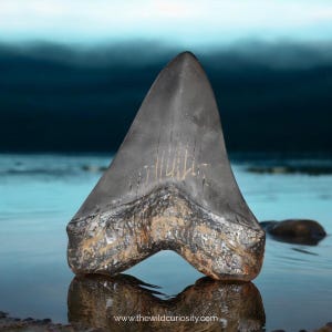 Fossil Megalodon Tooth Replica | GIANT Shark | Educational | Model Faux Fossils | Decorative Prehistoric Curiosities | Simulation Bones