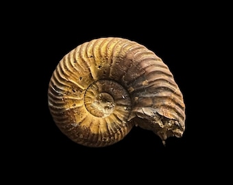 マンテリセラス巨大化石アンモナイト | コレクター展示標本 | モロッコ