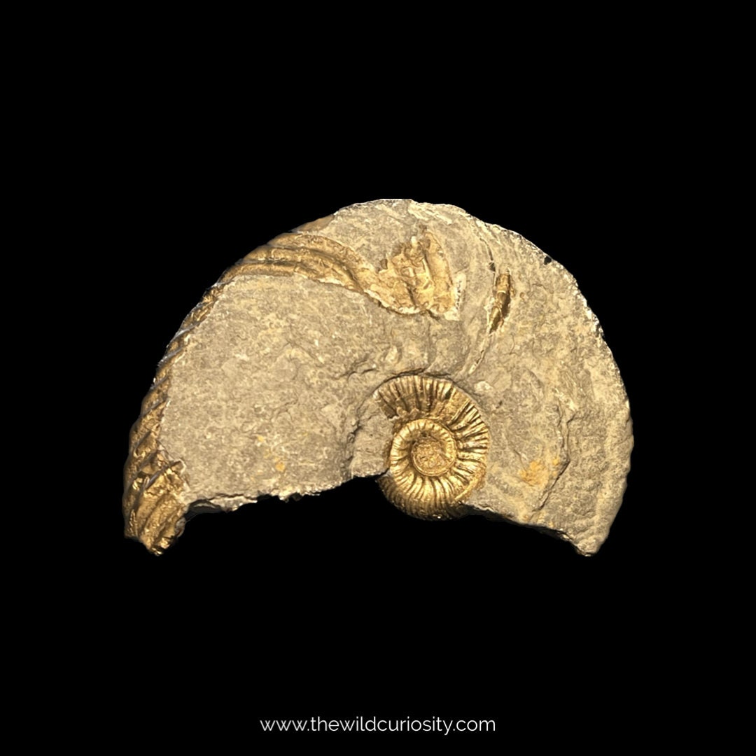 黄鉄鉱化アンモナイト | 40 mm | LA13 | ジュラ紀の化石