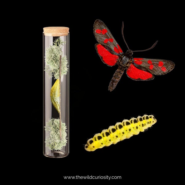 Burnet Moth Cocoon in Glass Curio Jar | Dried Chrysalis | Gothic Home Decor | Entomology | Memento Mori | Curiosities