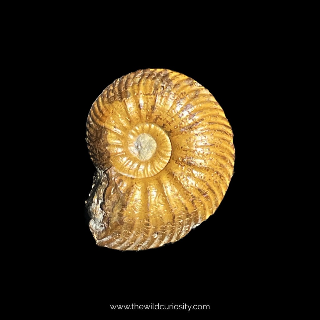 Beautiful Orange Ammonite | 25mm | A28 | Jurassic Fossil | Collectors Specimen | Display Box Available
