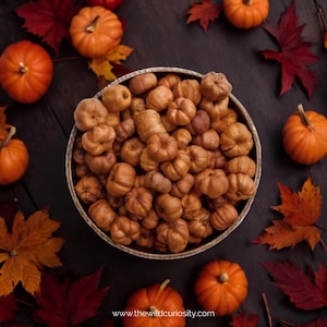 Peut inclure: Un bol rempli de mini citrouilles séchées, entouré de feuilles d'automne et de citrouilles entières sur une surface en bois foncé.