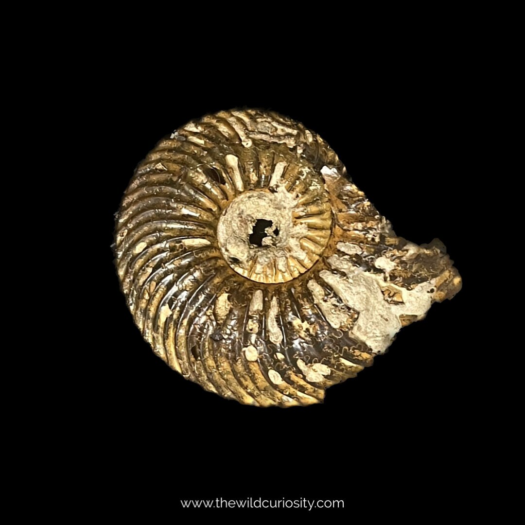 アンモナイト　化石 パイライト アンモナイト ヒルドセラス 化石 本物 42.36mm ang25