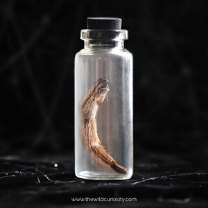 May include: A clear glass bottle with a black cork stopper contains a preserved animal paw. The paw is brown with visible fur and claws. The bottle is cylindrical and sits against a dark background. The website address www.thewildcuriosity.com is at the bottom.