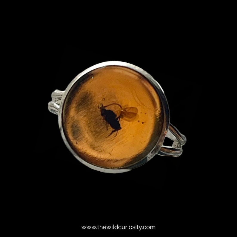 May include: A silver ring with a round amber stone containing a preserved insect. The insect is a small, dark-colored fly with wings.