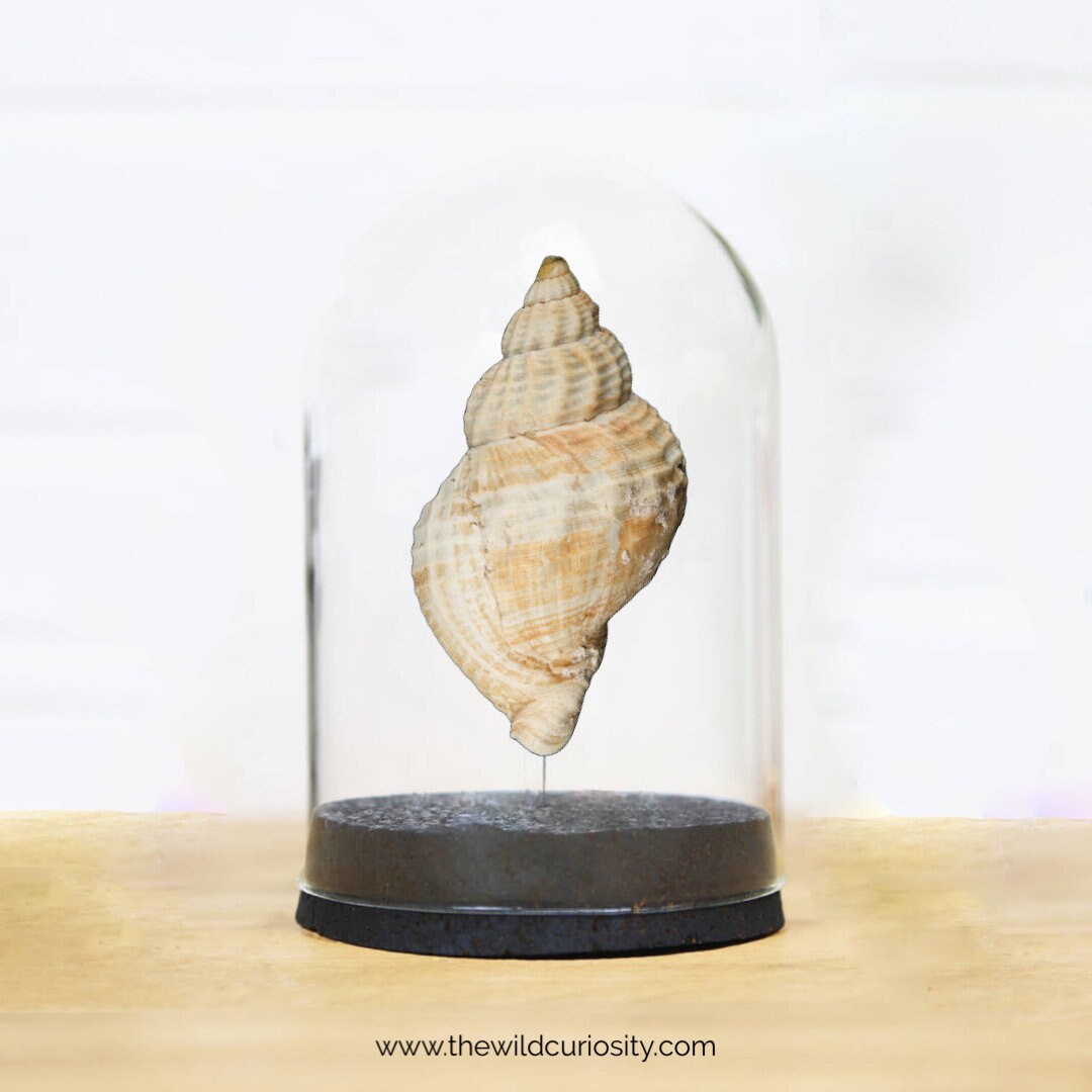 Large Whelk Shell in Glass Dome Jar Bell Jar Oddities Display Case
