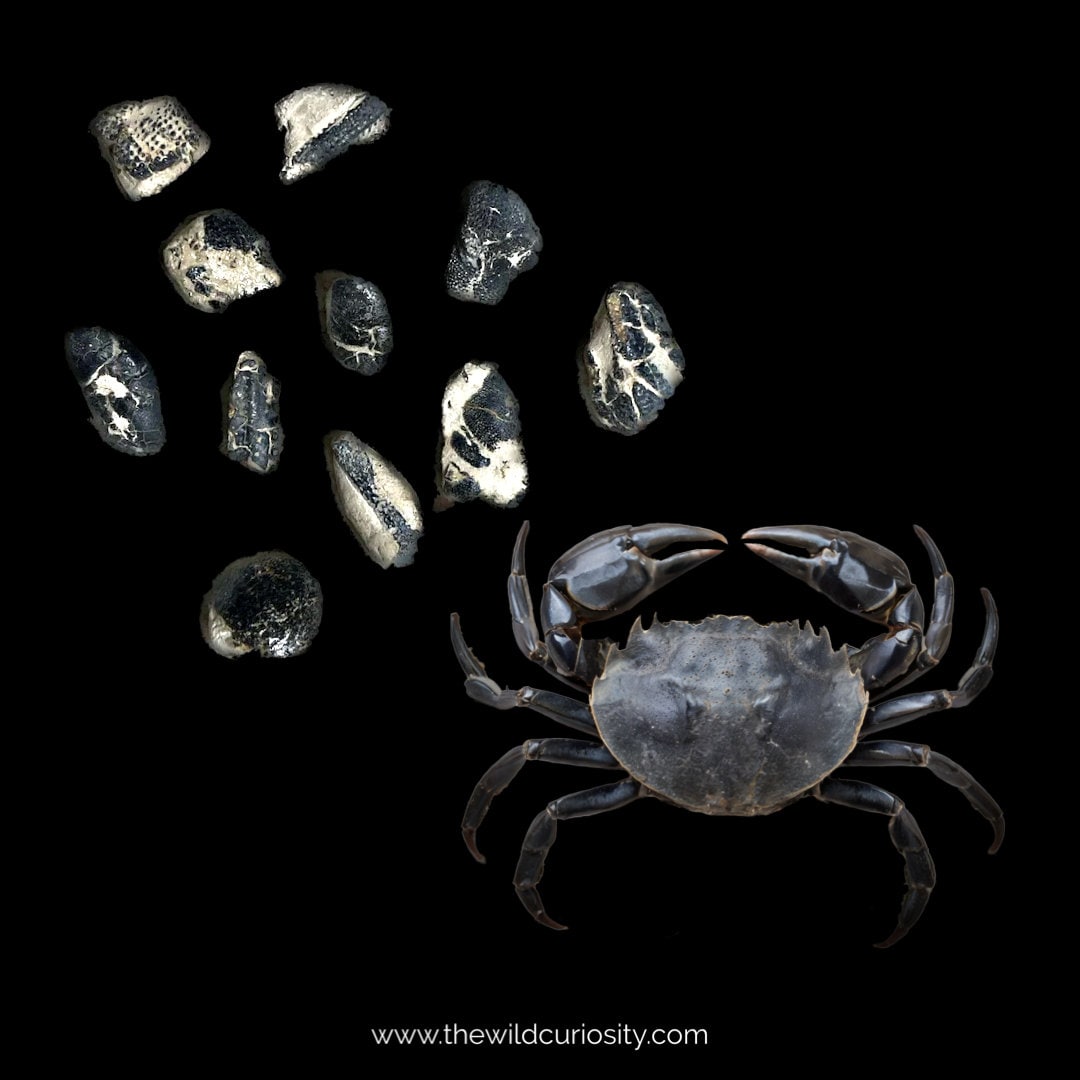 Miniature Fossilised Crab Parts | Small Crustacean Fossil Pieces | Curiosities | UK’s Jurassic Coast | Dinosaur Gifts