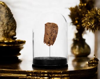 May include: A brown honeycomb specimen displayed in a glass dome on a black base. The dome sits on a gold-painted table.
