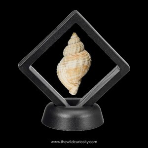 May include: A seashell displayed in a black diamond-shaped display case with a black base. The seashell is white with brown stripes.