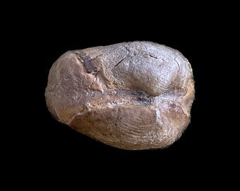 Bivalve Fossil from the UK’s Jurassic Coast | Thracia depressa | Geology | Prehistoric Gifts | Cabinet of Curiosities | Paleontology