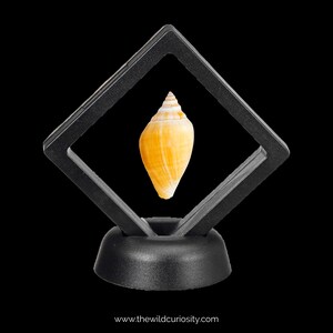 May include: A small, yellow and white seashell is displayed in a black, diamond-shaped shadow box with a black base.
