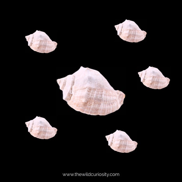 Small White Whelk Shells | Sea Shells | A Grade | Gastropod | Mollusk | Arts and Crafts Supplies | Beach Finds