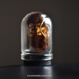 May include: A small, clear glass cloche with a dark brown and tan object inside. The object has a unique shape and pattern. The cloche sits on a black base. The website address www.thewildcuriosity.com is visible at the bottom.