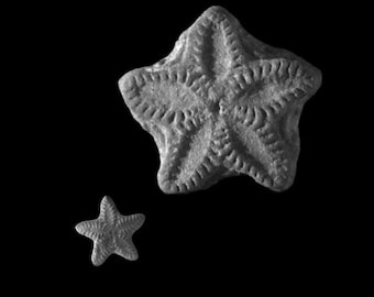 Star Stone Fossils x 6 | Rock Stars | High Quality | Detailed Fairy Coin Fossil | Crinoid Fossils | Stars | Prehistoric Creature | Gifts