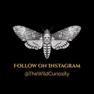 Puede incluir: Ilustraci&oacute;n en blanco y negro de una polilla con una cara de calavera. El texto "FOLLOW ON INSTAGRAM @TheWildCuriosity" est&aacute; debajo de la polilla.