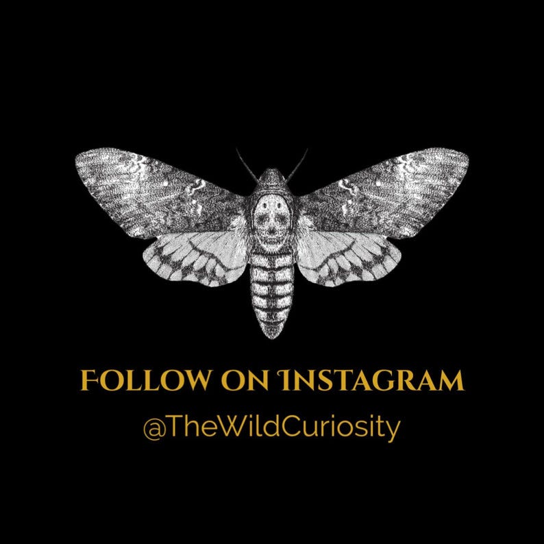 Puede incluir: Ilustraci&oacute;n en blanco y negro de una polilla con una cara de calavera. El texto "FOLLOW ON INSTAGRAM @TheWildCuriosity" est&aacute; debajo de la polilla.