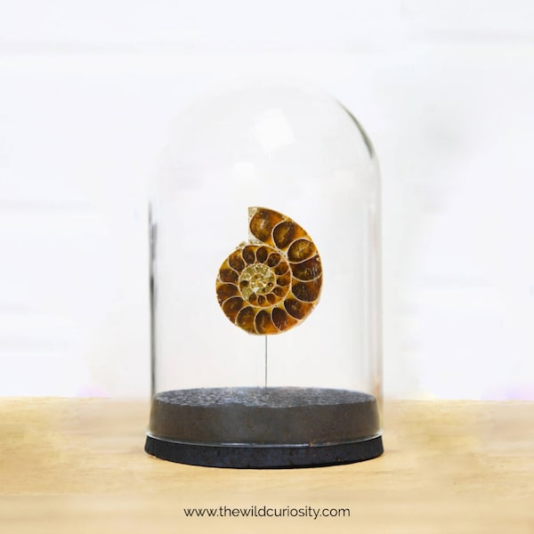 Poliertes Ammonit-Fossil (PLacenticeras meeki) im Glaskuppel-Behälter | Glasglocke | Kuriositäten Vitrine | Gothic Dekor | Weihnachtsgeschenke