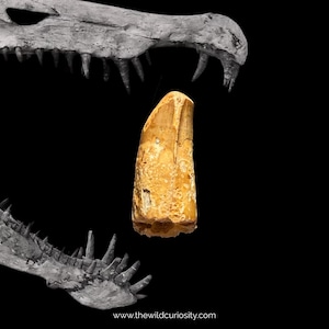 Fossil Spinosaurus Tooth | Genuine Fossilised Teeth | Dinosaur Bones | Ancient Relic | Prehistoric Gifts | Dinosaurs