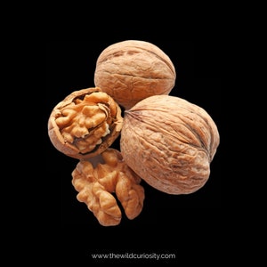 May include: Four walnuts, two whole and two halves, with brown shells and a light brown interior. The walnuts are arranged against a black background.