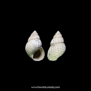 Mini Fossil Shells | Alvania burtoni | Fossilised Gastropod | Extinct Mollusk | 40M YEARS OLD | Rocks & Geodes | Prehistoric