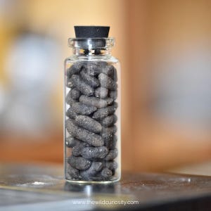 Beetle larva poop in Glass Curio Jar | Insect Frass | Gothic Home Decor | Entomology | Memento Mori | Curiosities