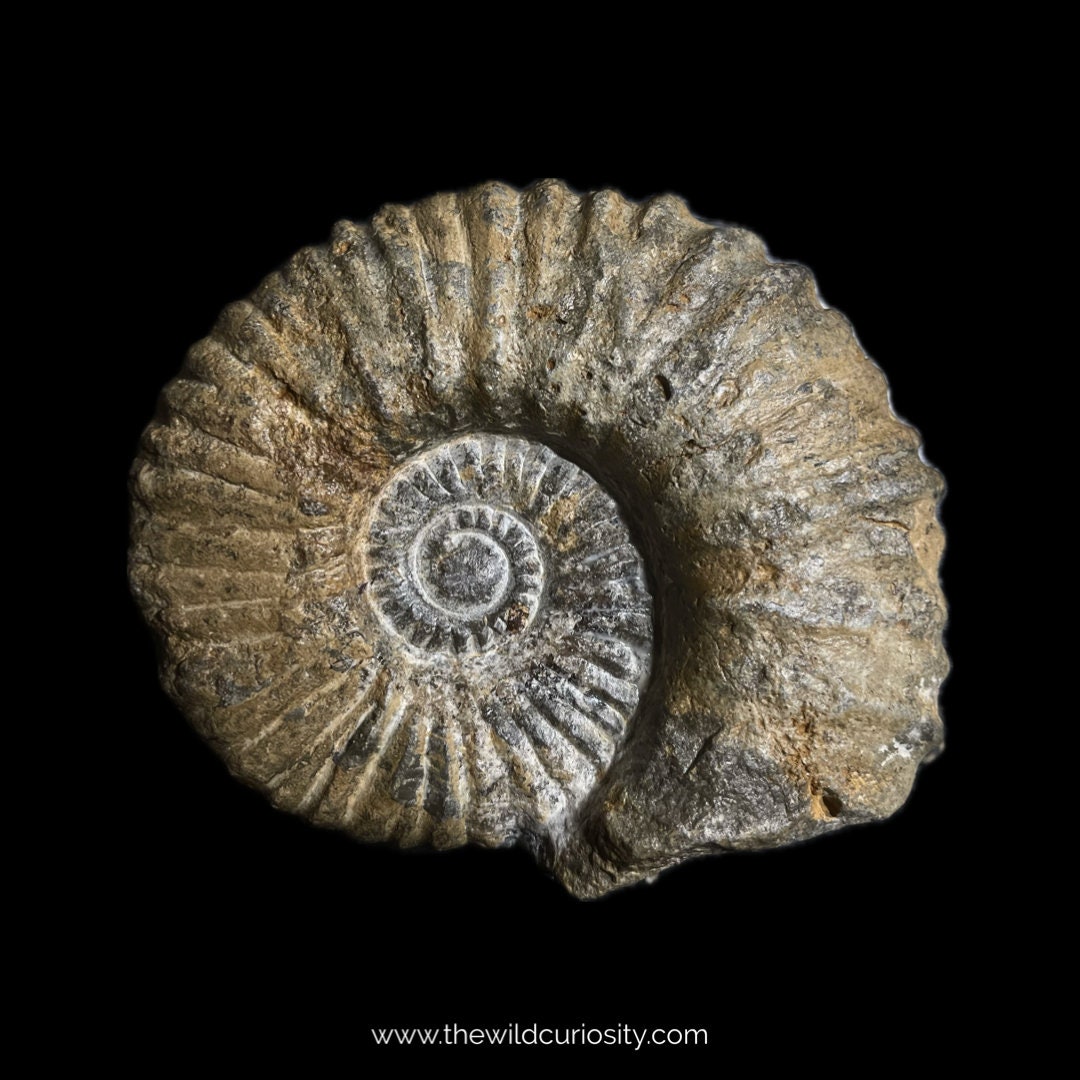 マンテリセラス巨大化石アンモナイト | コレクター展示標本 | モロッコ | 珍品コレクション | 恐竜の珍品 | 自然史 - Etsy 日本