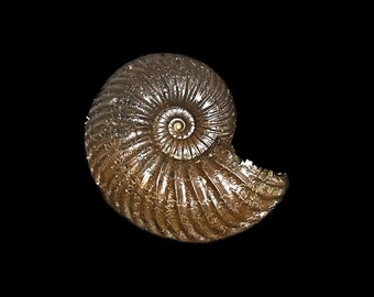 イギリス産 ジュラ紀 アンモナイト 特大 88m 美麗標本 高品質