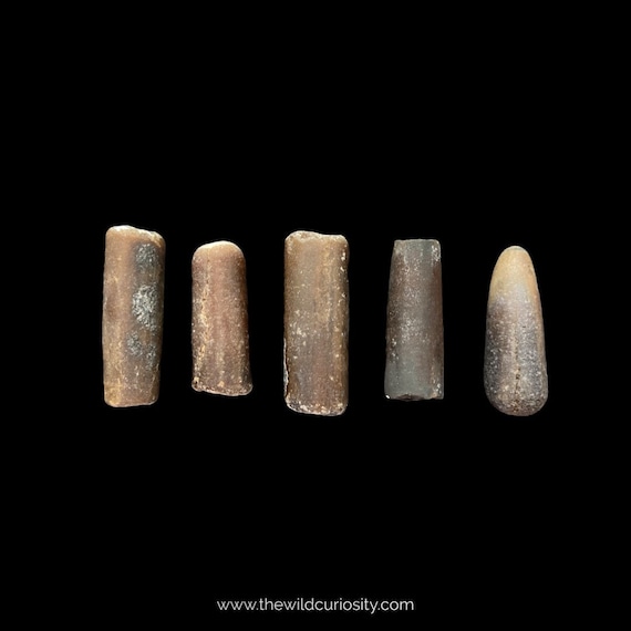ベレムナイトの化石 | 先史時代のイカの骨 | 岩石と晶洞 | 美術工芸品