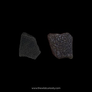 May include: Two dark gray, irregularly shaped, fossilized pieces of coral. The coral has a rough, textured surface.