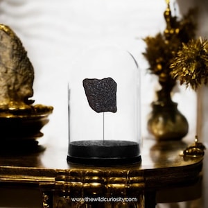 以下が含まれることがあります： 黒いベースの上にガラスのドームの下に展示されている、不規則な形の濃い灰色の岩石標本。岩石は薄い透明な棒の上に置かれています。