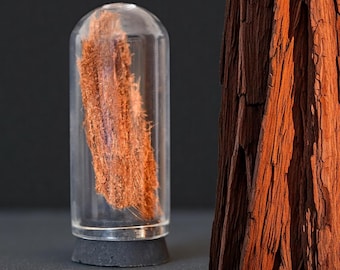 Giant Redwood Tree Bark in Miniature Glass Dome | Sequoia Trees | Oddity Decor | Dark Academia Gifts | Cabinet of Curiosities