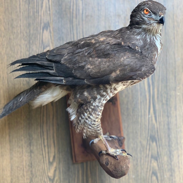 Taxidermie d'oiseau prédateur de faucon en peluche (Accipiter nisus) avec document papier