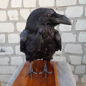 Real Taxidermia Cuervo en una rama (Corvus corax) Pájaro Peluche