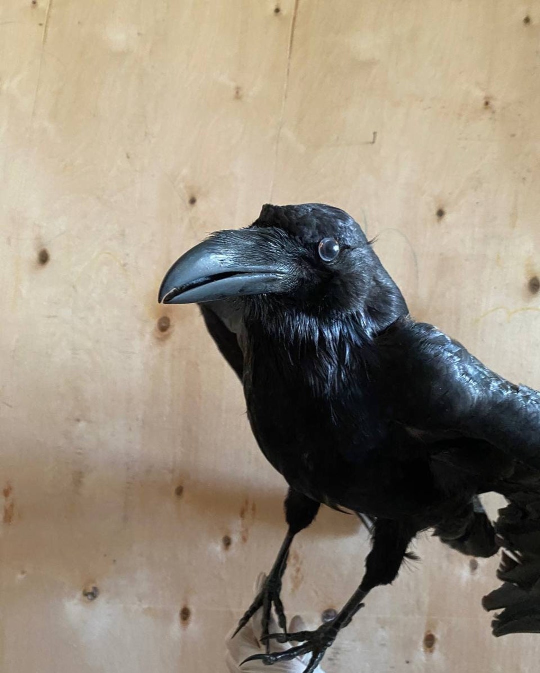 Real Stuffed Raven Taxidermy Handmade (without Stand) 03 - Etsy